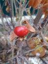 Wild winter berry on a bush