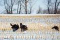 Wild Wisconsin turkeys meleagris gallopavo in the courtship ritual on a harvested corn field in March Royalty Free Stock Photo