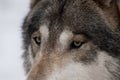 Wild wolf Royalty Free Stock Photo