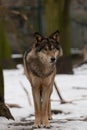Wild wolf Royalty Free Stock Photo