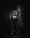 A wild wolf on a black background