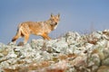 Wild Wolf, Canis lupus, in the nature habitat. Beautiful animal in stone hill, face contact in the rock, Rhodopes mountain