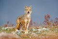 Wild Wolf, Canis lupus, in the nature habitat. Beautiful animal in stone hill, face contact in the rock, Rhodopes mountain