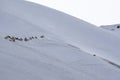 Wild wolf chases a herd of mountain sheep in winter