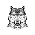 Wild wolf. Forest predator. Animal in vintage style. Retro vector illustration. Doodle style. Hand drawn engraved sketch Royalty Free Stock Photo