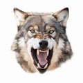 wild wolf growls, gets angry, bares big teeth, wolf head close-up isolated on white background, for tattoo