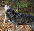 Wild wolf howling