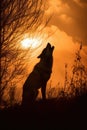 Wild Wolf howling in the forest at sunset. Amazing Wildlife Royalty Free Stock Photo