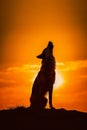 Wild Wolf howling on a rock at sunset. Giant sunset in the background. Amazing Wildlife. Generative Ai Royalty Free Stock Photo