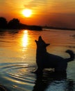 Wild wolf howls at sunset. On the river at night.