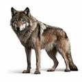 Wild wolf isolated on white background generative AI Royalty Free Stock Photo