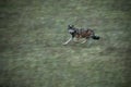 Wild wolf running fast on a meadow in autumn nature. Royalty Free Stock Photo