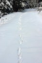 Wild wolf tracks in big snow