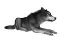 Wild Wolf on White Royalty Free Stock Photo