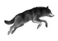 Wild Wolf on White Royalty Free Stock Photo