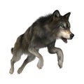 Wild Wolf on White Royalty Free Stock Photo