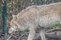 Wild Wolf At The Zoo Artis Amsterdam The Netherlands