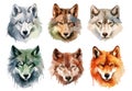 Wild wolfs head, watercolor wolf portrait. Isolated forest animals, stylish print for t-shirt or sweatshirt template Royalty Free Stock Photo