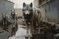 Wild wolves in captivity. Dirty, sick, skinny wolves in poor conditions in zoos, circuses, live in deplorable conditions