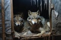 Wild wolves in captivity. Dirty, sick, skinny wolves in poor conditions in zoos, circuses, live in deplorable conditions