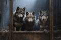 Wild wolves in captivity. Dirty, skinny, sick wolves in poor conditions in zoos, circuses, live in deplorable conditions