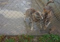 Wild wolves in a zoo in a cage.