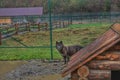 Wild wolves in a zoo in a cage.