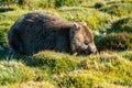 Wild wombat eating grass in Tasmania, Australia Royalty Free Stock Photo