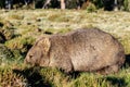 Wild wombat eating grass in Tasmania, Australia. Royalty Free Stock Photo