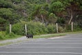 Wild wombat on the road