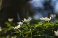 Wild wood anemones white flowers Royalty Free Stock Photo