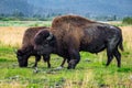 Wild wood bison portrait in Alaska national park