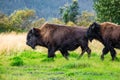 Wild wood bison portrait in Alaska national park Royalty Free Stock Photo