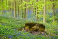 Wild wood bluebells on sloping hills in the woods of Hallerbos