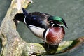 Wild wood duck