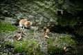 Wild Wood mouse Royalty Free Stock Photo