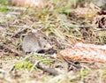 Wild wood mouse eats the crumbs Royalty Free Stock Photo