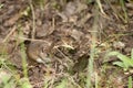 Wild wood mouse resting on the forest floor Royalty Free Stock Photo