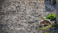 Wild Wood mouse resting on a stick on the forest floor Royalty Free Stock Photo