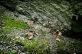 Wild Wood mouse Royalty Free Stock Photo