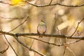 A wild wood warbler singing in the forest Royalty Free Stock Photo