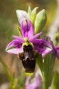 Wild Woodcock orchid flower of spotted sepals - Ophrys scolopax Royalty Free Stock Photo