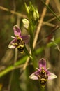 Wild Woodcock orchid flowers - Ophrys picta Royalty Free Stock Photo