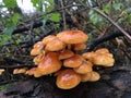 Wild Woodland Fungi on Tree