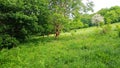 Wild woodland meadow near plymouth Devon uk