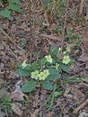 Wild woodland Primrose (Primula Vulgaris).