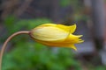 Wild or woodland tulip flowers, Tulipa sylvestris