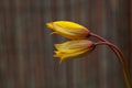 Wild or woodland tulip flowers, Tulipa sylvestris