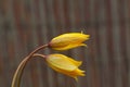 Wild or woodland tulip flowers, Tulipa sylvestris