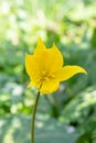 Wild woodland tulip, Tulipa sylvestris, close-up yellow flower